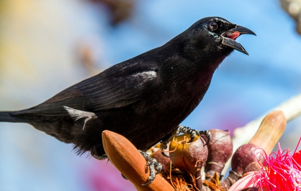 Cuban Blackbird perched on a branch