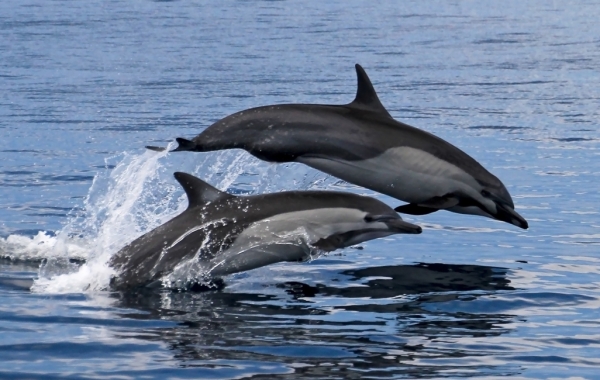 Dolphins jumping in the water in the Pacific Coast of Costa Rica