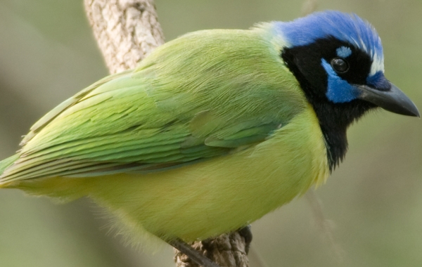 Green Jay perched on a branch