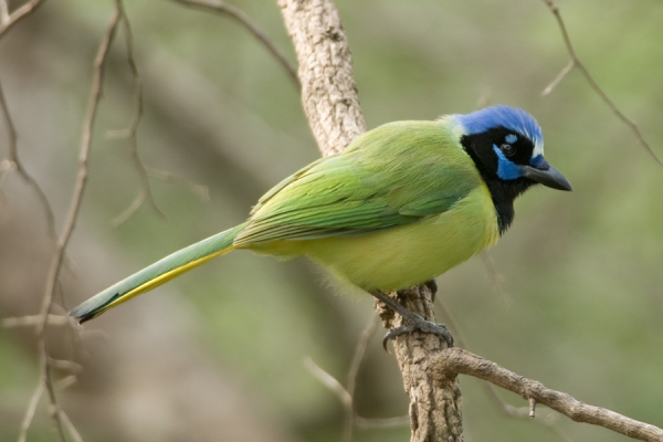 Green Jay perched on a branch