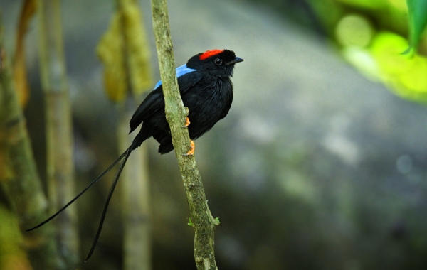 A Long-tailed Manakin perches on a branch.