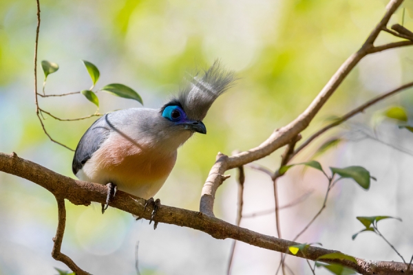 Crested Coua on a branch