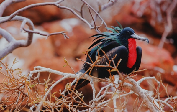 Magnificent Frigatebird perched on a branch