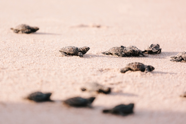 Newly hatched baby sea turtles walking on the sand toward the sea