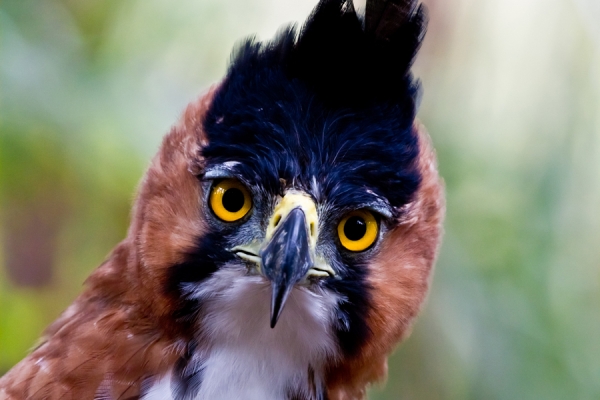 Ornate Hawk-Eagle up close