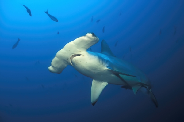 Scalloped hammerhead shark swimming