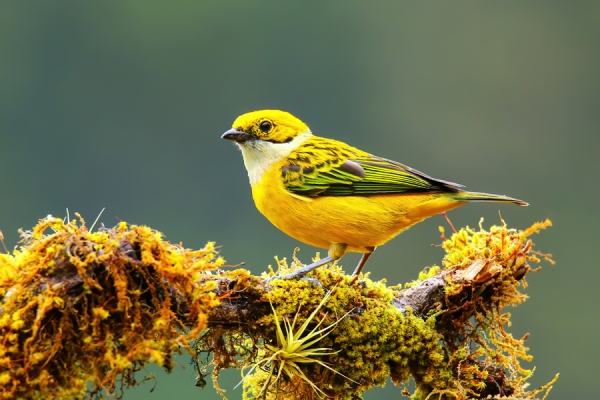 Silver-throated Tanager