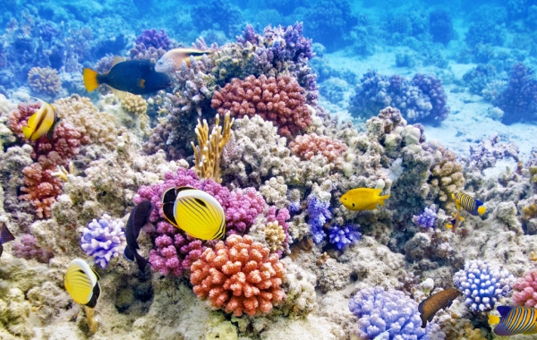 Underwater views of fish and coral in the Belize Barrier Reef