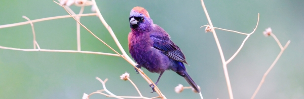 Varied Bunting perched on a branch