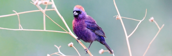 Varied Bunting perched on a branch