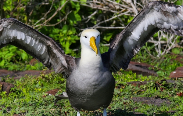 Waved Albatross in the Galápagos Islands