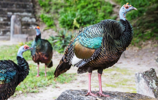 Ocellated Turkeys in Tikal, Guatemala