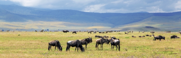  Zebras and wildebeest grazing at Ngorongoro-Crater