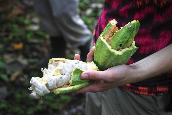 Close-up of a hand holding an opened cacao pod with seeds exposed