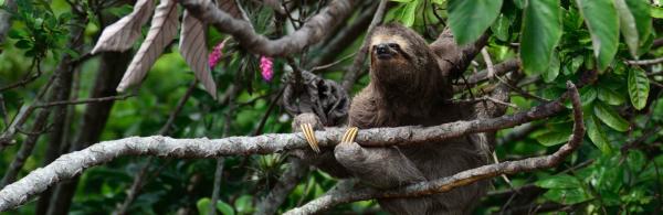 Three-toed sloth