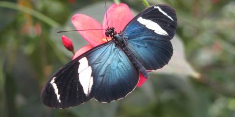 Costa Rica | Butterfly Expedition