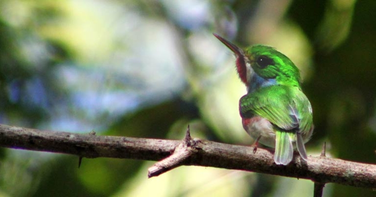 Cuban Tody