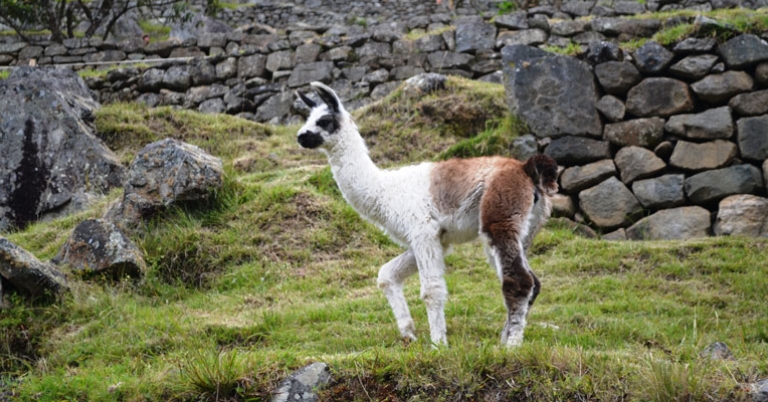 Alpaca in Machu Picchu 