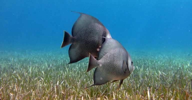 Gray angelfish in Tobacco Caye