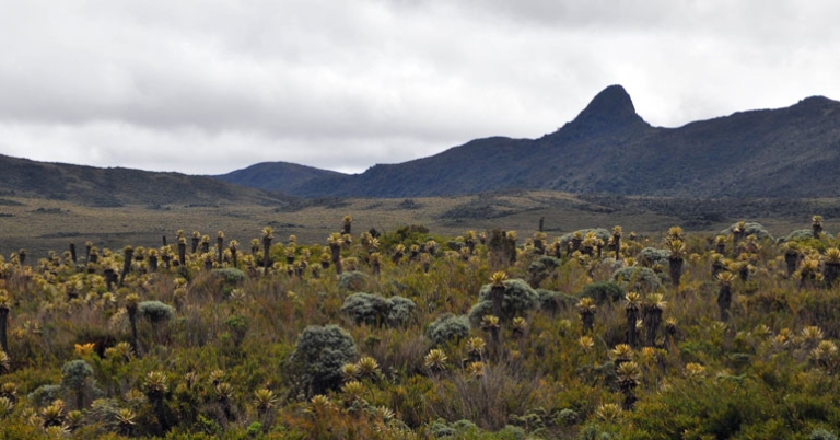 Paramo ecosystem 