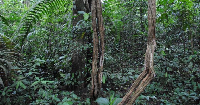 Rainforest at Selva Verde 
