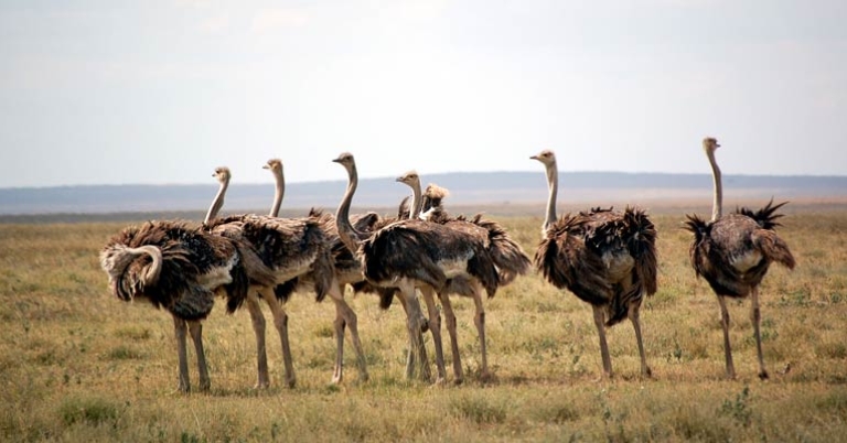 Female Ostriches