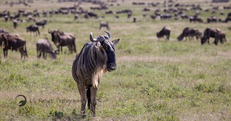 Wildebeest