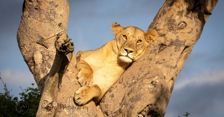 Lion in tree