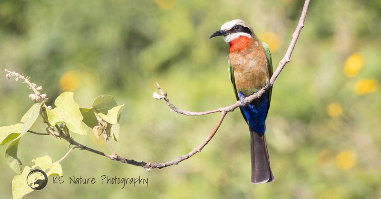 White-Fronted Bee-Eater