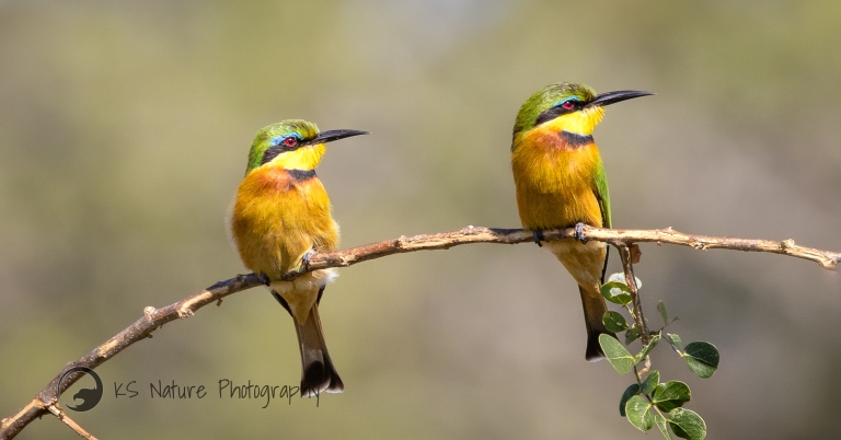 Little Bee Eaters