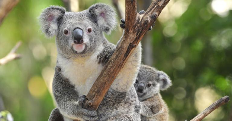 Koalas