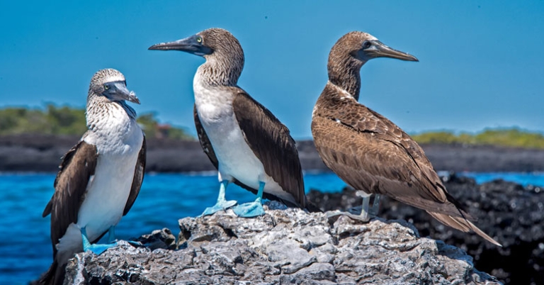 Blue-footed boobies