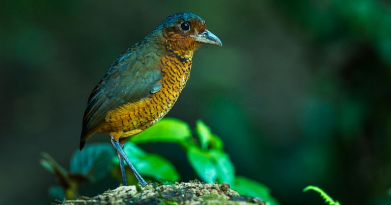 Giant Antpitta