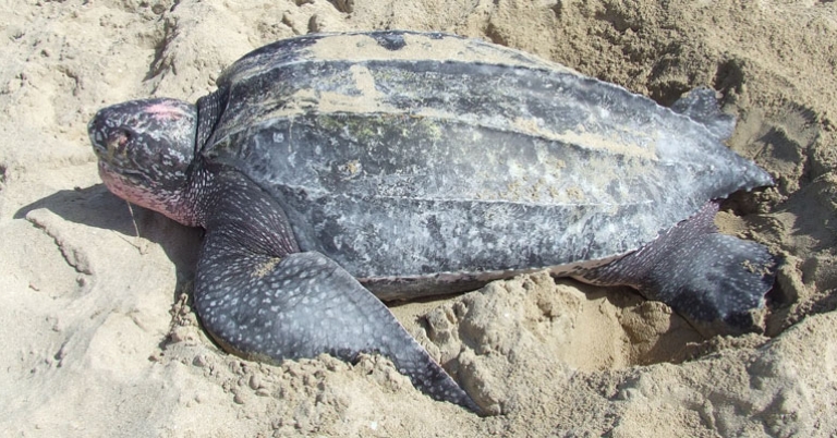 Leatherback Turtle