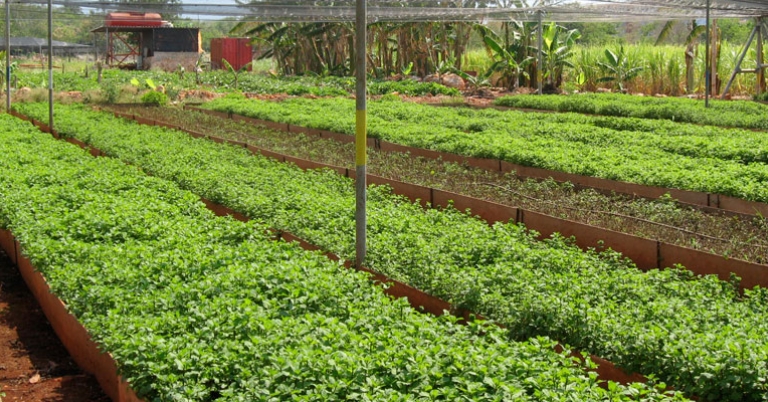 Organopónico Vivero Alamar, an urban garden in Havana