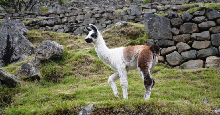 Alpaca in Machu Picchu