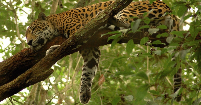 Jaguar at Belize Zoo