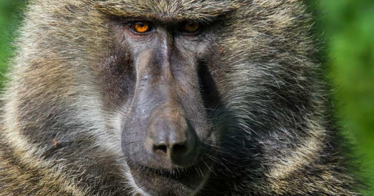 Olive Baboon