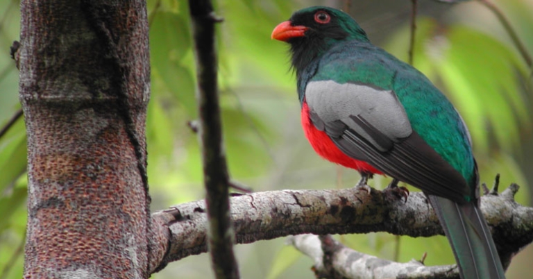 Slaty-tailed Trogon