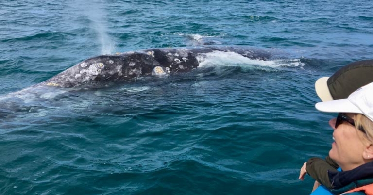 Sue and Gray Whale
