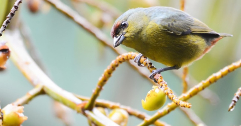 Olive-backed Euphonia