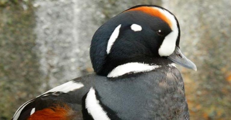 Harlequin Duck, Alaska