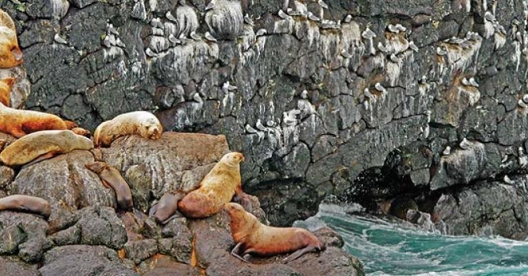 Kittiwakes and Seals, Alaska