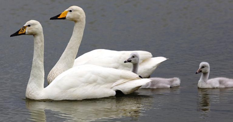 Swans, Iceland