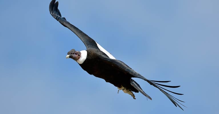 Andean Condor in flight