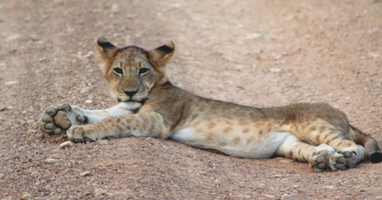 Baby lion by Pelin Karaca