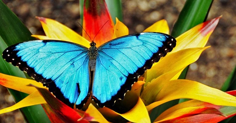 Blue morpho butterfly on a bromeliad