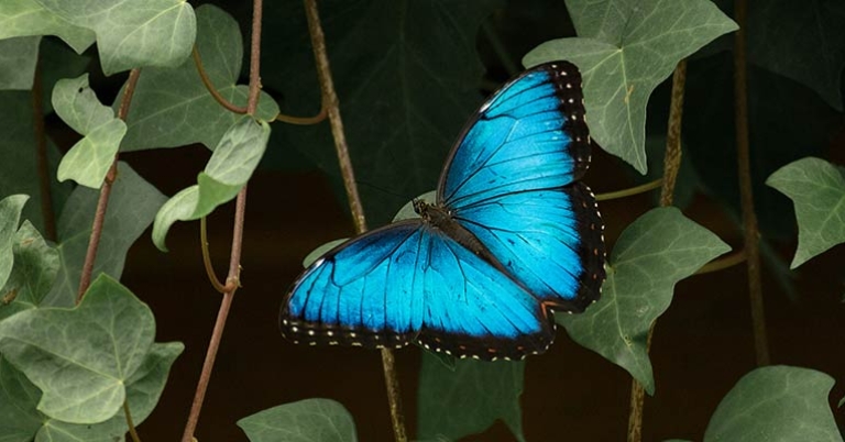 Blue morpho butterfly 