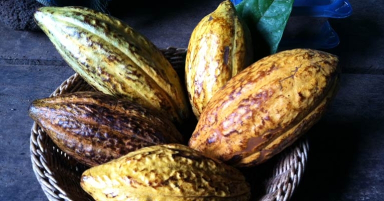 bowl of cacao pods