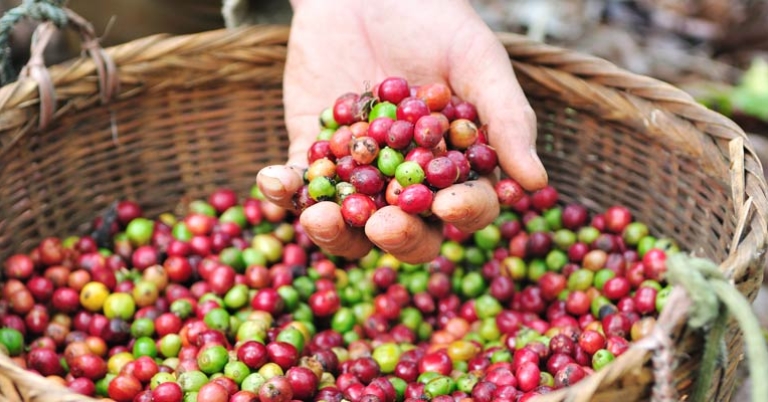 A hand holds coffee bean pods 